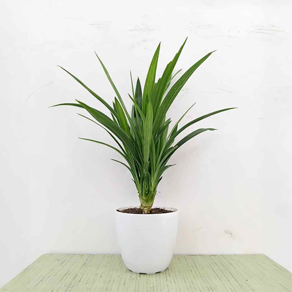 Pandanus Plant